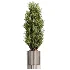 AV Indoor Plants Set 521 Yucca ParadiseBird Ficus Microcarpa Bonsai Marginata - Thumbnail 5