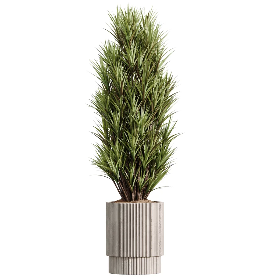 AV Indoor Plants Set 521 Yucca ParadiseBird Ficus Microcarpa Bonsai Marginata - Image 5