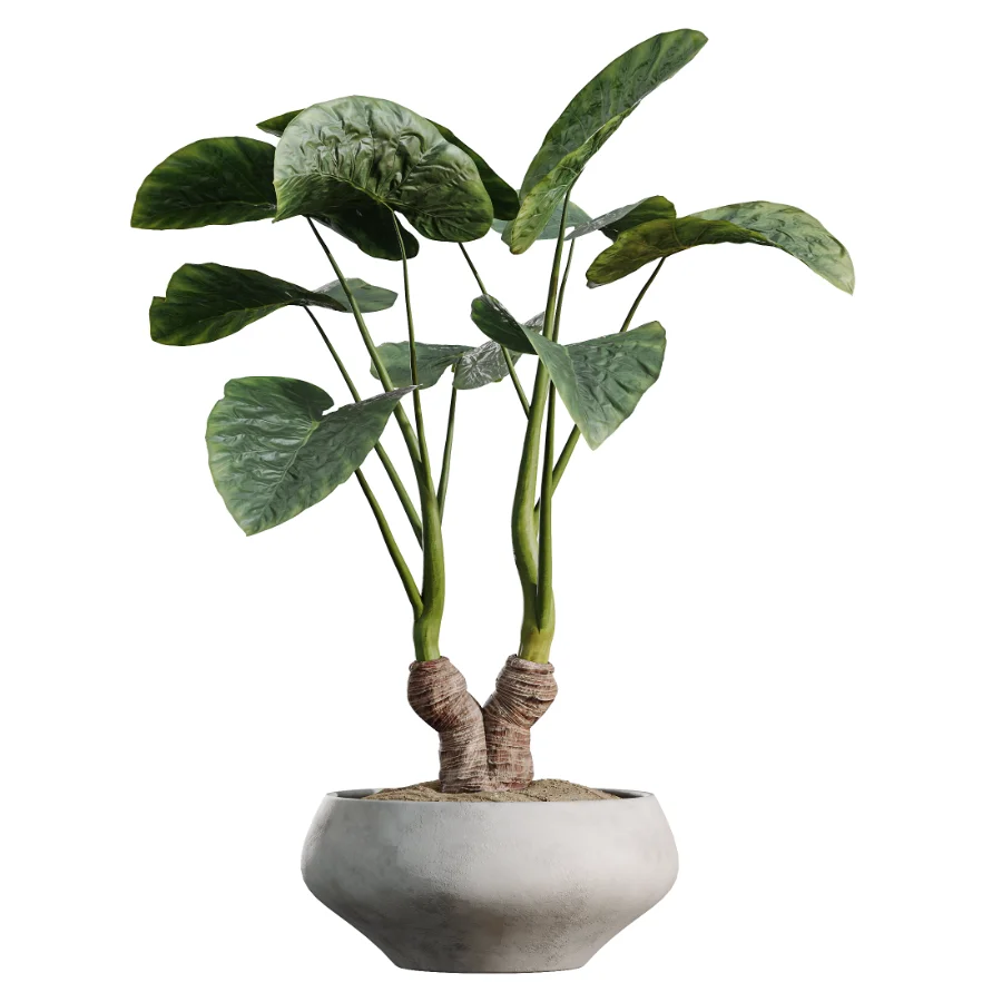 AV Indoor Plants Set 506 Peace Lily Cunjevoi Briful Pachira Warneckii Alnus - Image 1