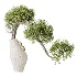 AV Indoor Plants Set 515 Dracaena Warneckii Banana Ficus Microcarpa Bonsai Lemon Tree - Thumbnail 3