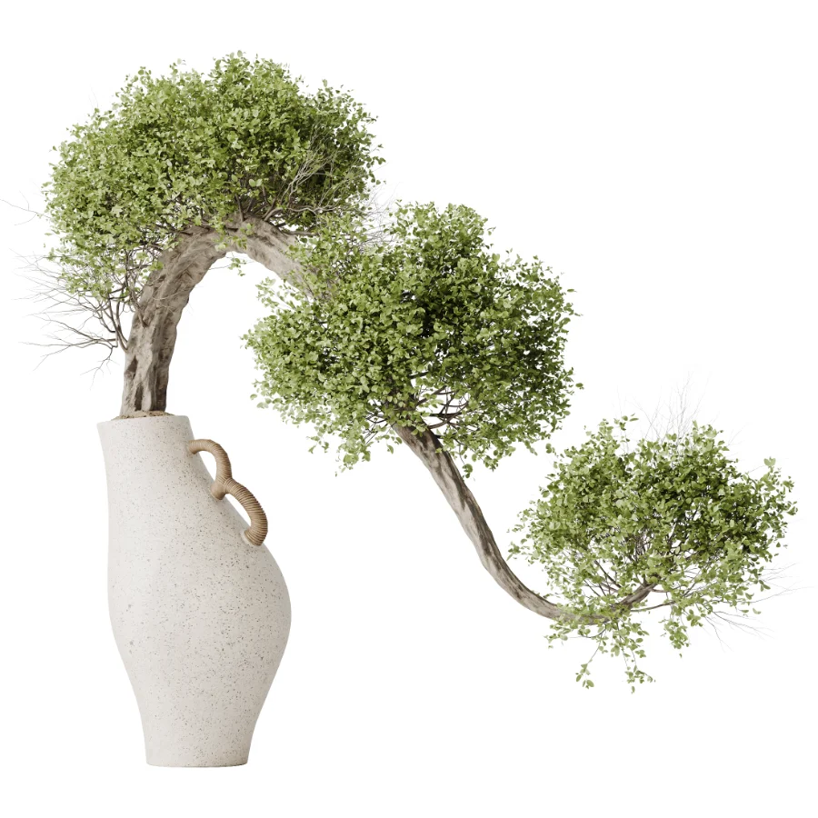 AV Indoor Plants Set 515 Dracaena Warneckii Banana Ficus Microcarpa Bonsai Lemon Tree - Image 3