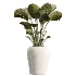 AV Indoor Plants Set 518 Banana Lemon Dragon Areca Palm Schefflera Ficus Bonsai - Thumbnail 3