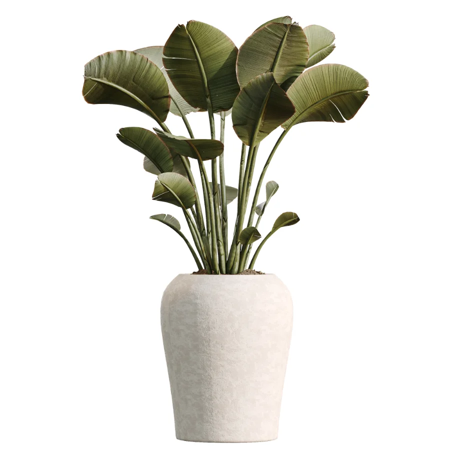 AV Indoor Plants Set 518 Banana Lemon Dragon Areca Palm Schefflera Ficus Bonsai - Image 3