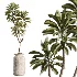 AV Indoor Plants Set 536 Olive Ficus Binnendijkii ParadiseBird Euphorbia - Thumbnail 4