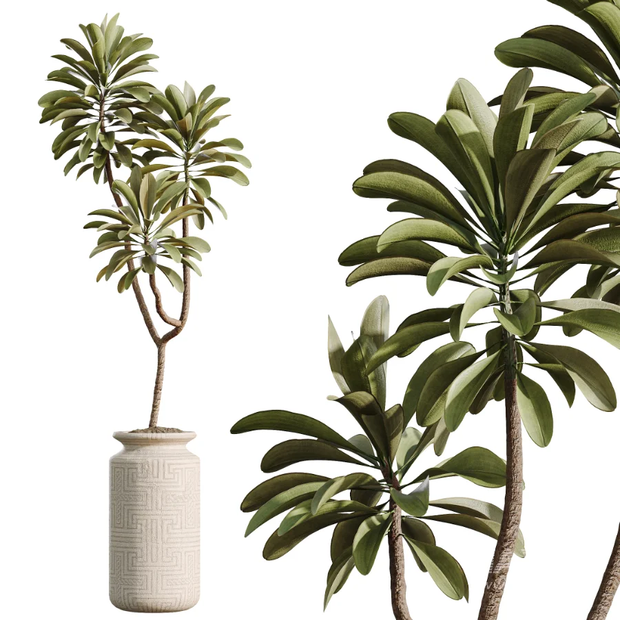 AV Indoor Plants Set 536 Olive Ficus Binnendijkii ParadiseBird Euphorbia - Image 4