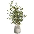 AV Indoor Plants Set 507 Yucca Banana Olive Orange Tree Schefflera Arboricola - Thumbnail 3