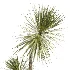 AV Indoor Plants Set 529 Olive Peace Lily Spineless Yucca Ficus African Fig - Thumbnail 3