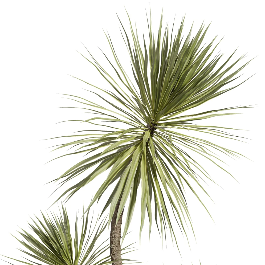 AV Indoor Plants Set 529 Olive Peace Lily Spineless Yucca Ficus African Fig - Image 3