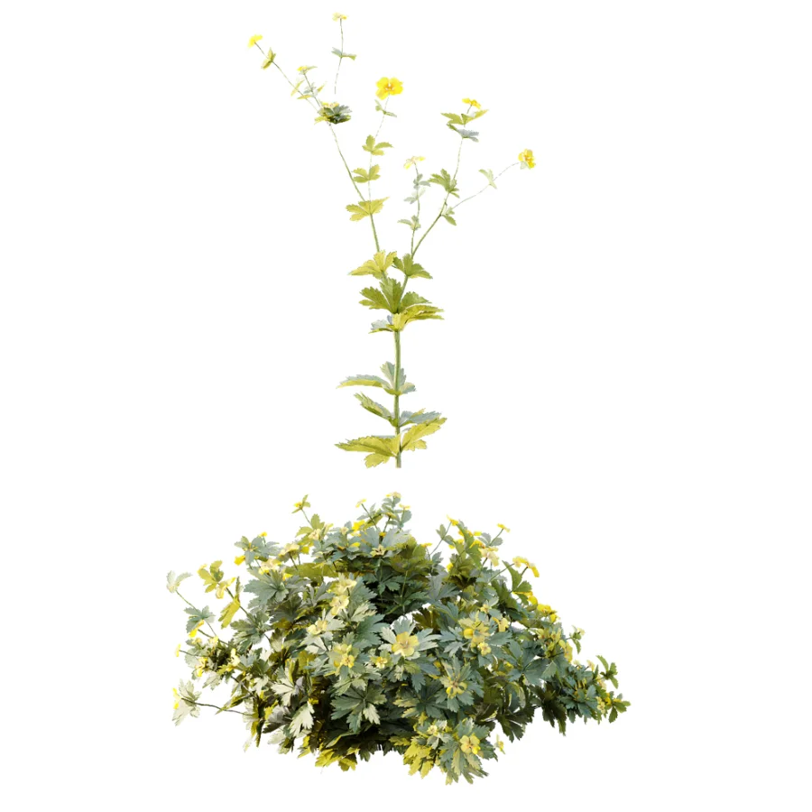 AV Plant Bush Tormentil Potentilla Erecta 02 - Image 5