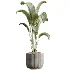 AV Indoor Plants Set 533 ParadiseBird Olive Fruit Bosnai Orange Tree Cactus - Thumbnail 5
