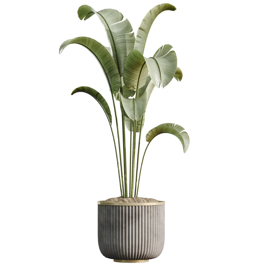 AV Indoor Plants Set 533 ParadiseBird Olive Fruit Bosnai Orange Tree Cactus - Image 5
