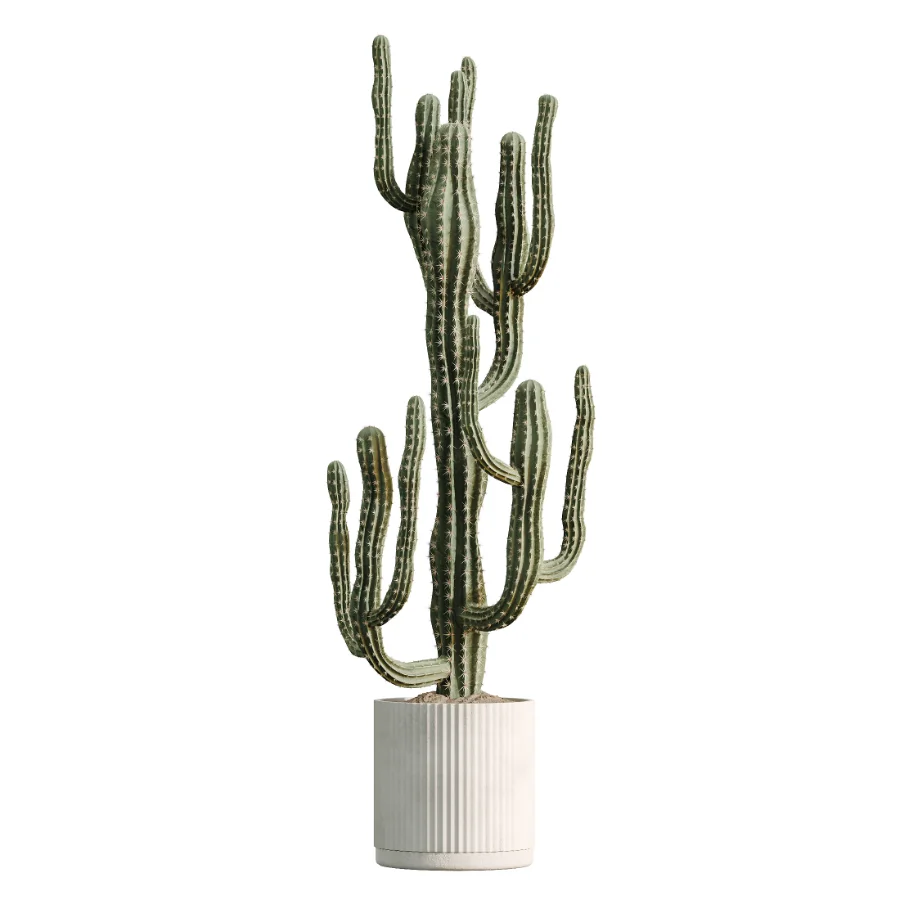 AV Indoor Plants Set 504 Ficus Elastica Olive Ficus lyrata Cactus Euphorbia - Image 4