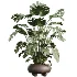 AV Indoor Plants Set 520 Briful Pachira Olive Giant Monstera Ficus Cyathistipula - Thumbnail 3