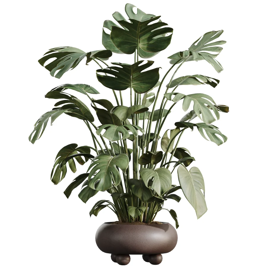 AV Indoor Plants Set 520 Briful Pachira Olive Giant Monstera Ficus Cyathistipula - Image 3