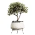 AV Indoor Plants Set 530 Olive Fruit Orange Tree Lemon Lime Calathea Lutea - Thumbnail 1