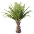 AV Plant Phoenix Canariensis Palm Tree 03 - Thumbnail 1