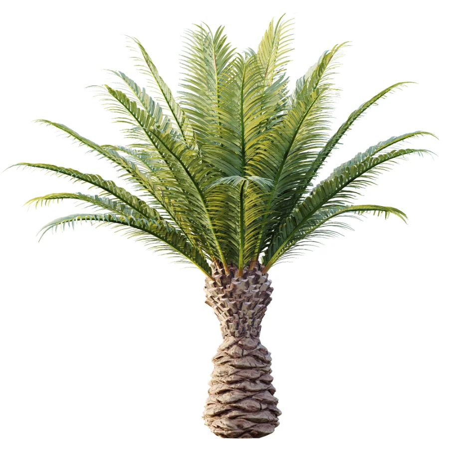 AV Plant Phoenix Canariensis Palm Tree 03 - Image 1