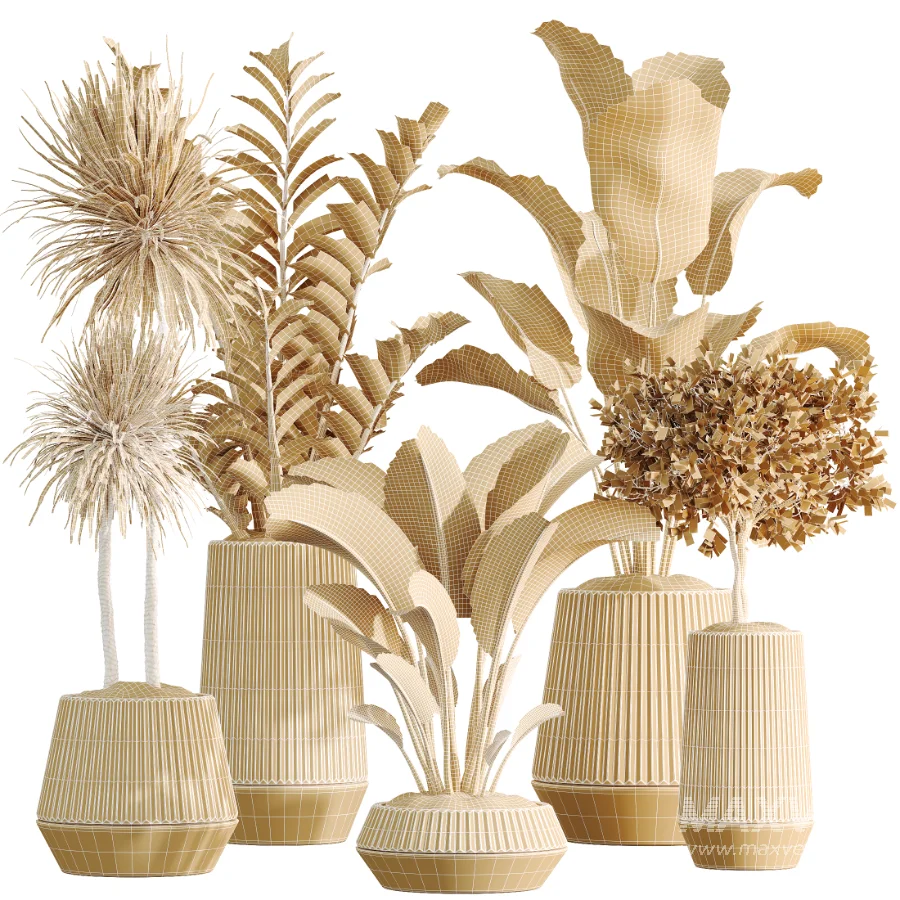 AV Indoor Plants Set514 Olive Banana Yucca Calathea Lutea Zamioculcas Zamiifolia - Image 7