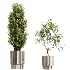 AV Indoor Plants Set 521 Yucca ParadiseBird Ficus Microcarpa Bonsai Marginata - Thumbnail 10