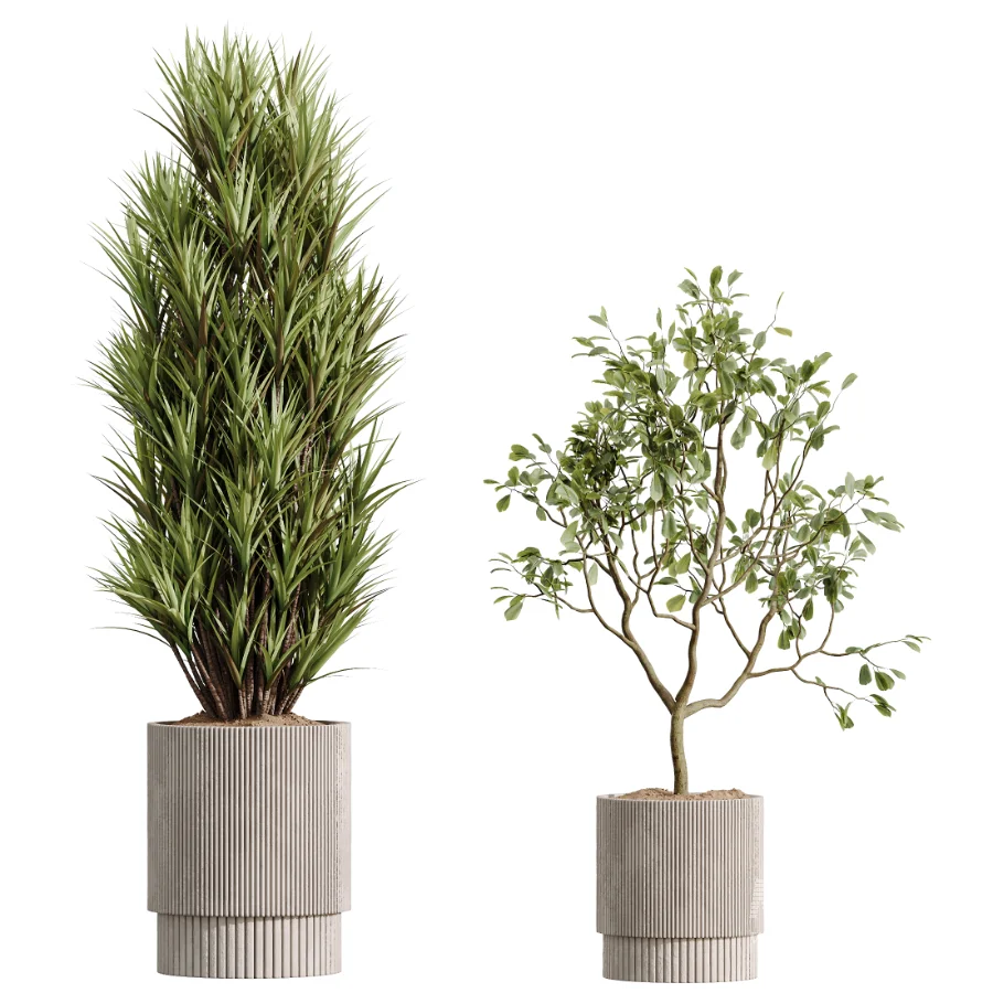 AV Indoor Plants Set 521 Yucca ParadiseBird Ficus Microcarpa Bonsai Marginata - Image 10