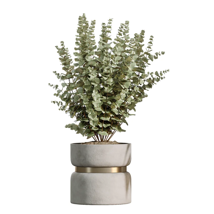 AV Indoor Plants Set 505 Alocasia Elefantenohr Eucalyptus Bouquet Olive Ficus - Image 5