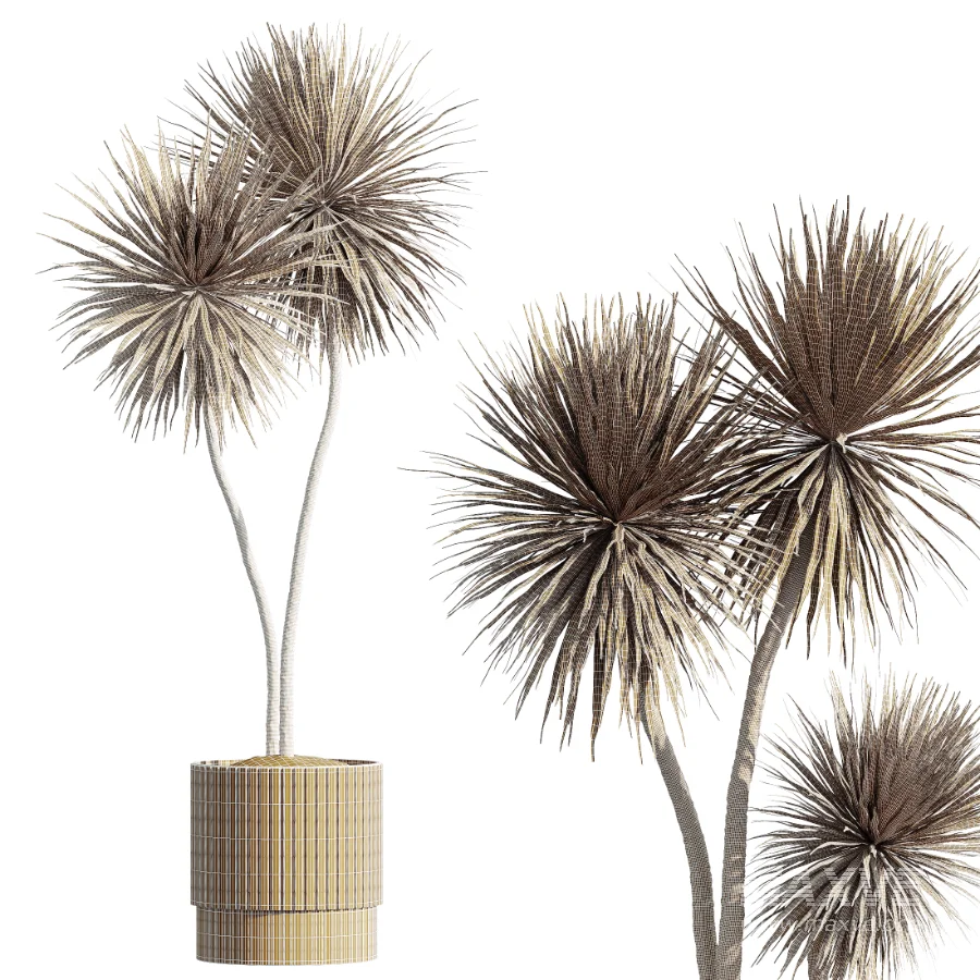 AV Indoor Plants Set 516 Licuala Palm Ficus Marginata Yucca and Olive Ficus - Image 7