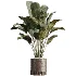 AV Indoor Plants Set 508 Yucca Ficus microcarpa Calathea Lutea Sansevieria Olive - Thumbnail 5