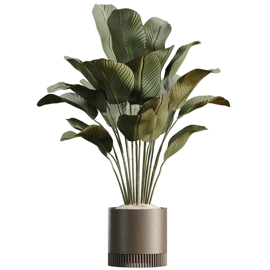 AV Indoor Plants Set 508 Yucca Ficus microcarpa Calathea Lutea Sansevieria Olive - Image 5