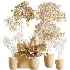 AV Indoor Plants Set 529 Olive Peace Lily Spineless Yucca Ficus African Fig - Thumbnail 8