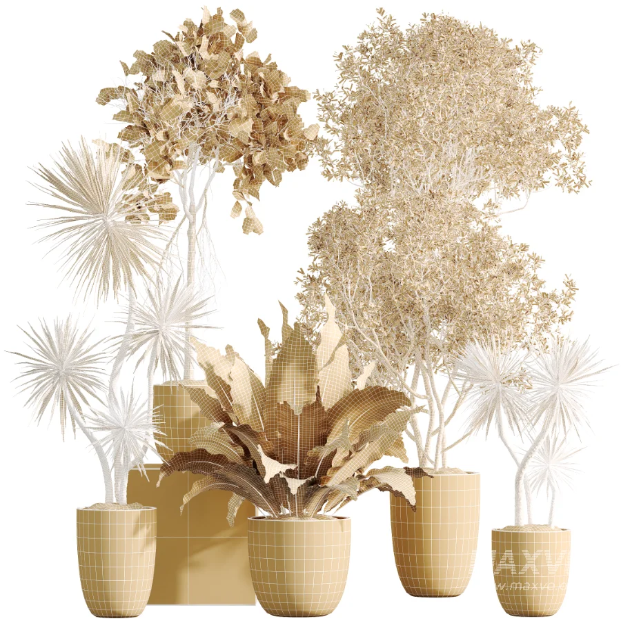 AV Indoor Plants Set 529 Olive Peace Lily Spineless Yucca Ficus African Fig - Image 8