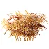 AV Plant Rhapis Excelsa Palm Bush 02 - Thumbnail 8