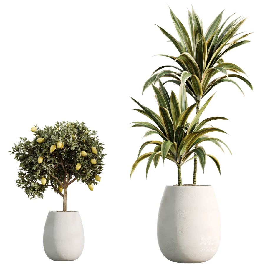 AV Indoor Plants Set 515 Dracaena Warneckii Banana Ficus Microcarpa Bonsai Lemon Tree - Image 7
