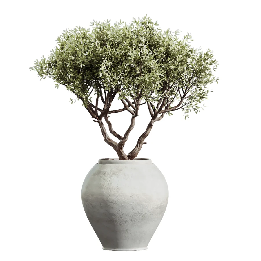 AV Indoor Plants Set 503 Dracaena Warneckii Olive Elegant Monstera Areca Palm - Image 5