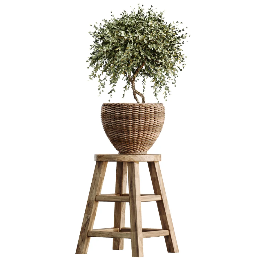 AV Indoor Plants Set 511 Olive Ficus microcarpa Rhapis Palm Giant Monstera - Image 1