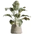 AV Indoor Plants Set 534 ParadiseBird Areca Palm Olive Ficus Dracaena Marginata - Thumbnail 4