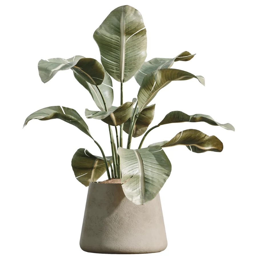 AV Indoor Plants Set 534 ParadiseBird Areca Palm Olive Ficus Dracaena Marginata - Image 4
