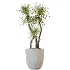 AV Indoor Plants Set 529 Olive Peace Lily Spineless Yucca Ficus African Fig - Thumbnail 5