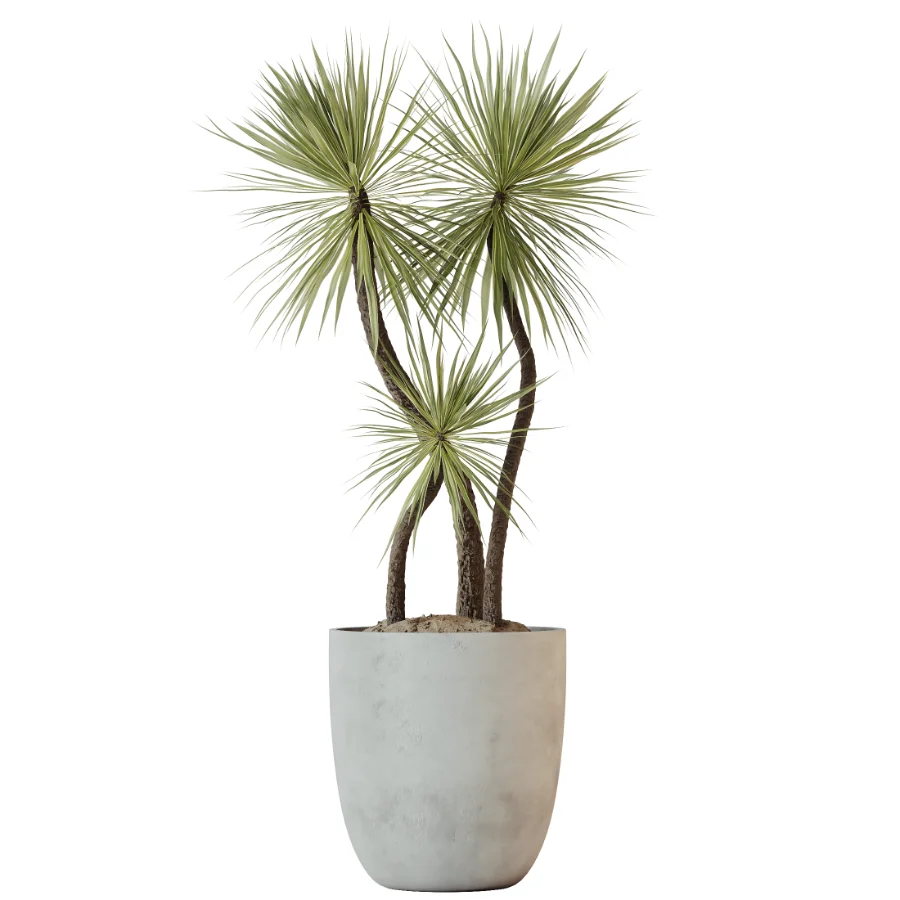 AV Indoor Plants Set 529 Olive Peace Lily Spineless Yucca Ficus African Fig - Image 5