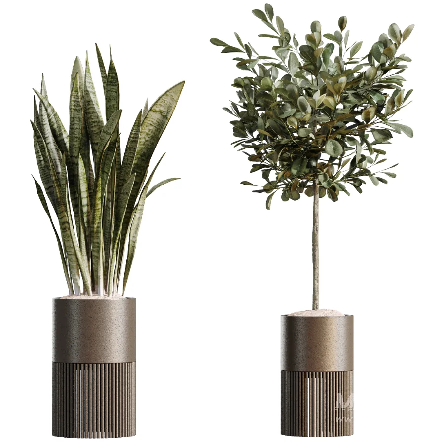 AV Indoor Plants Set 508 Yucca Ficus microcarpa Calathea Lutea Sansevieria Olive - Image 6