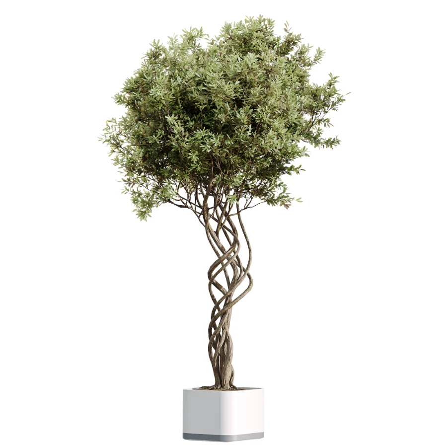 AV Indoor Plants Set 507 Yucca Banana Olive Orange Tree Schefflera Arboricola - Image 4