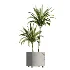 AV Indoor Plants Set 506 Peace Lily Cunjevoi Briful Pachira Warneckii Alnus - Thumbnail 3