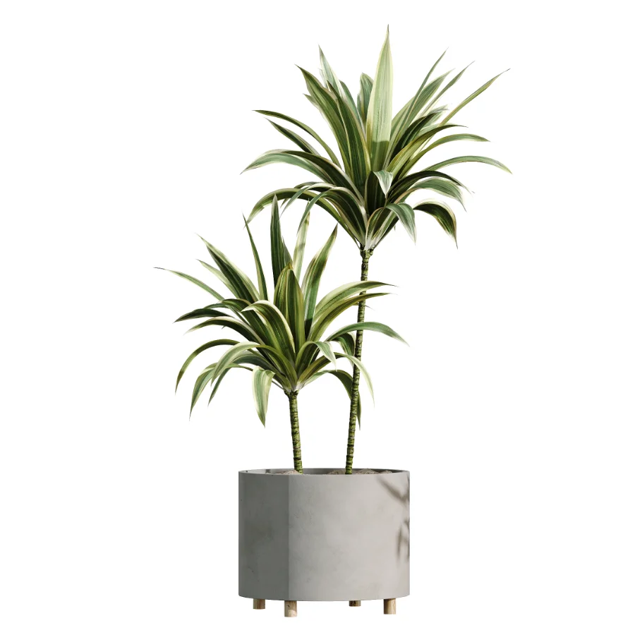 AV Indoor Plants Set 506 Peace Lily Cunjevoi Briful Pachira Warneckii Alnus - Image 3