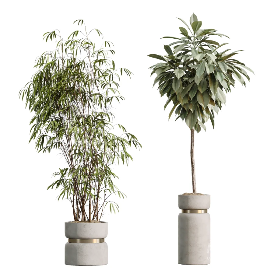 AV Indoor Plants Set 505 Alocasia Elefantenohr Eucalyptus Bouquet Olive Ficus - Image 7