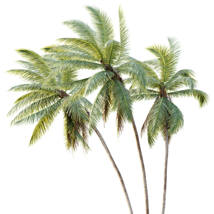 AV Plant Cocos Nucifera Palm Tree 02 - Image 2
