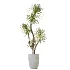 AV Indoor Plants Set 529 Olive Peace Lily Spineless Yucca Ficus African Fig - Thumbnail 2
