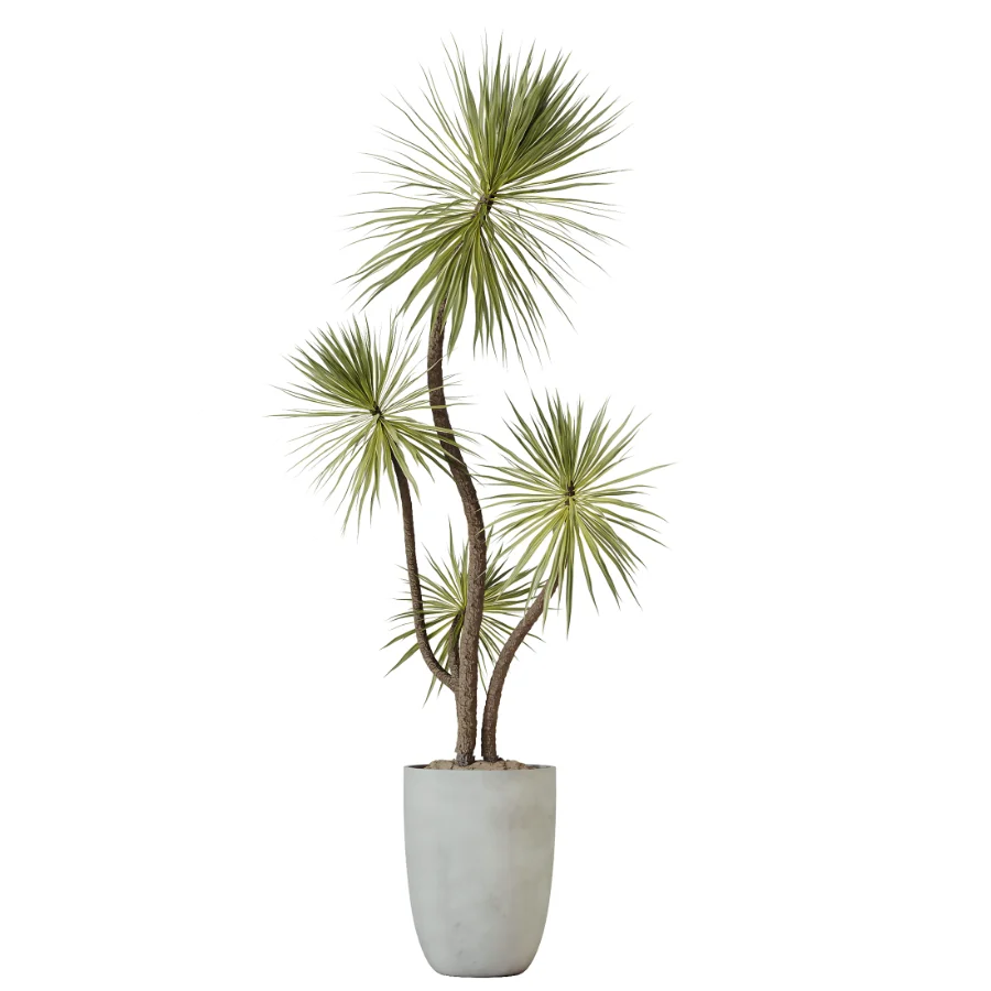 AV Indoor Plants Set 529 Olive Peace Lily Spineless Yucca Ficus African Fig - Image 2