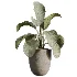 AV Indoor Plants Set 530 Olive Fruit Orange Tree Lemon Lime Calathea Lutea - Thumbnail 4