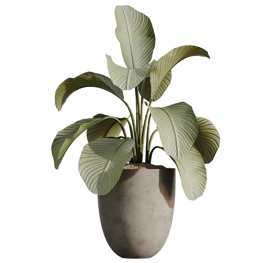 AV Indoor Plants Set 530 Olive Fruit Orange Tree Lemon Lime Calathea Lutea - Image 4