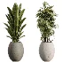 AV Indoor Plants Set 528 Rhapis Palm Ficus Marginata Banana African Fig - Thumbnail 7