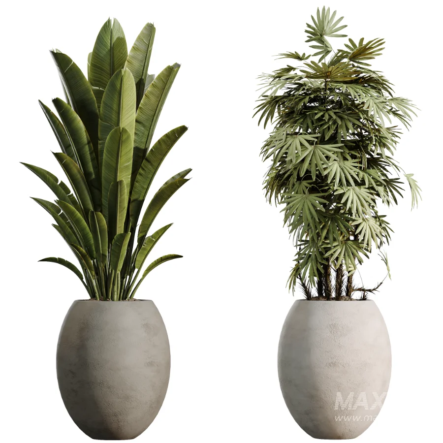 AV Indoor Plants Set 528 Rhapis Palm Ficus Marginata Banana African Fig - Image 7